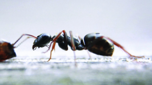 Smuggling of 5,000 African ants cost two young men the maximum penalty in Kenya