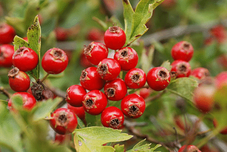Hawthorn berries: health benefits, uses, damage, and everything you need to know