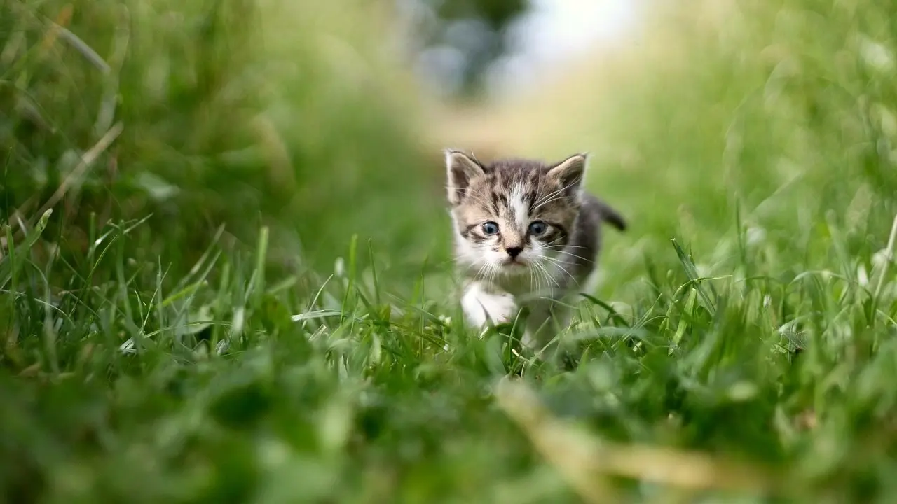 رصد العلماء انتشار فطر خطير بين القطط