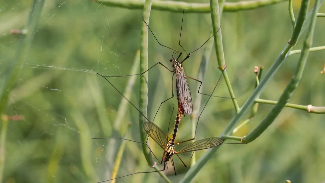 عودة شرسة للملاريا: البعوض يطور مقاومة للسموم