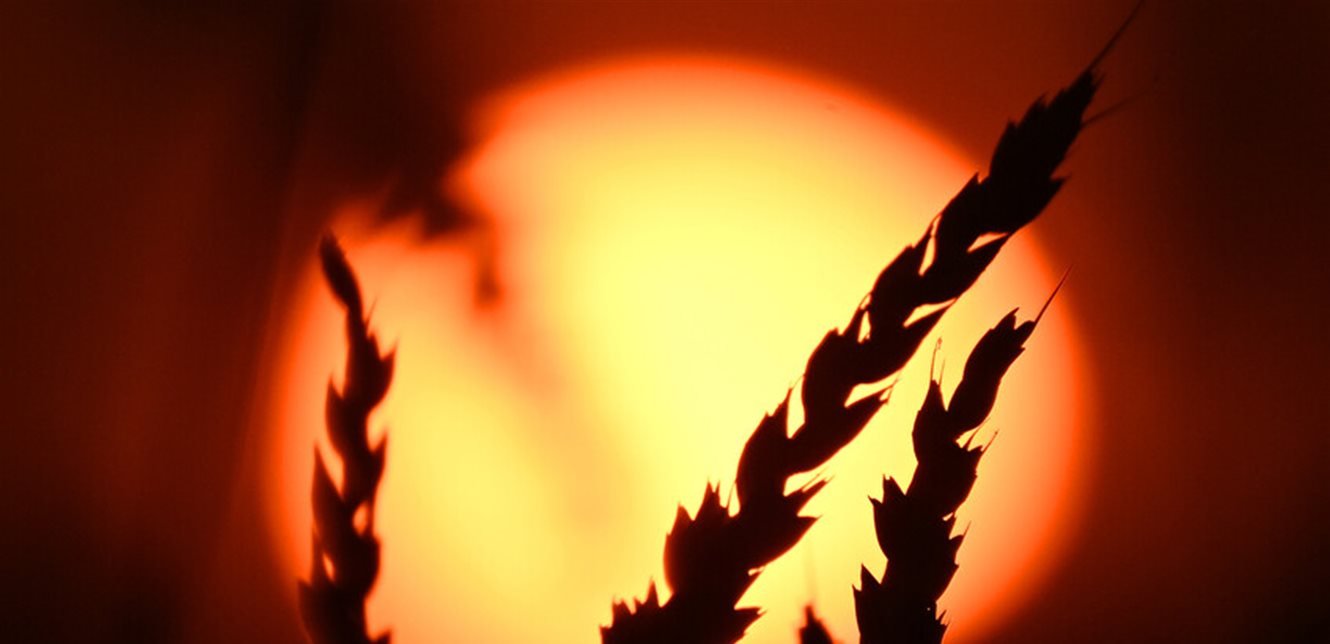 صعود أسعار القمح عالميًا نتيجة لتراجع إنتاج المحاصيل في أمريكا