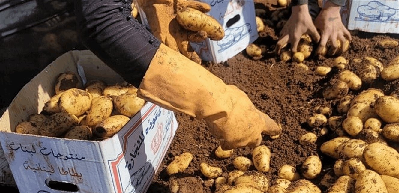 قرار من وزارة الزراعة بشأن أسعار البطاطس في الأسواق
