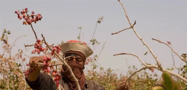 الحروب ترفع أسعار الفستق إلى ذروة غير مسبوقة منذ 8 أعوام