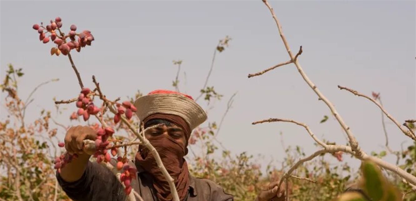 الحروب ترفع أسعار الفستق إلى ذروة غير مسبوقة منذ 8 أعوام