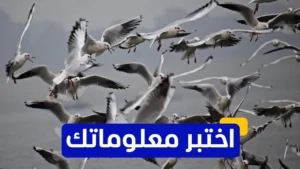 اختبر معلوماتك – أين تم تسجيل أول حالة إصابة بإنفلونزا الطيور في البشر؟