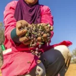 تونس تجني 1.6 مليار دولار من صادرات زيت الزيتون