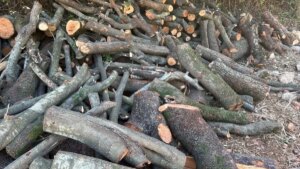 السنديان يُقطع والحطب يُباع… بزبينا تفتح الملف قضائيًا (صور وفيديو)