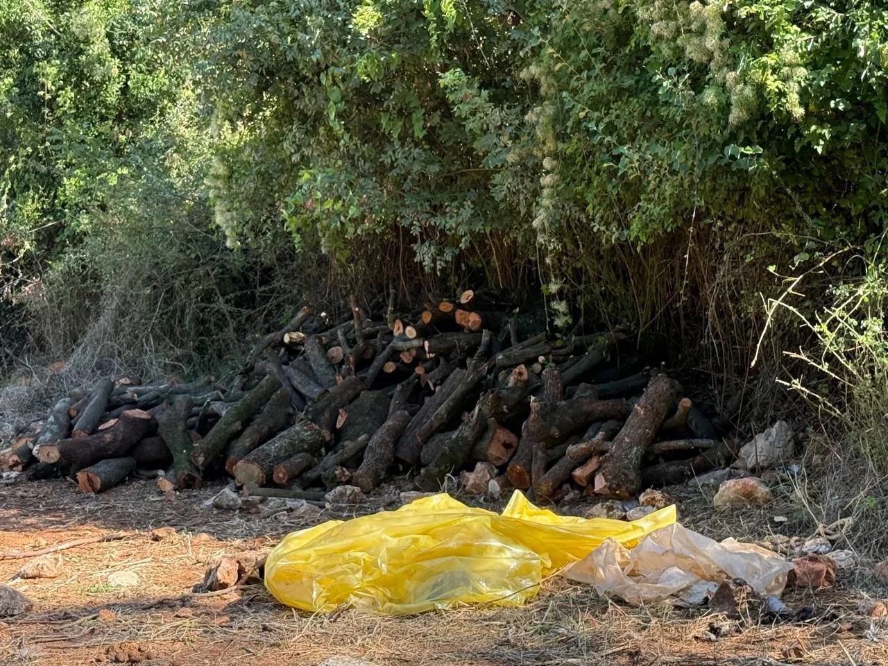 السنديان يُقطع والحطب يُباع... بزبينا تفتح الملف قضائيًا (صور وفيديو)